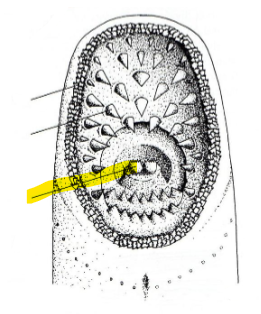 <p>(2 Structures)</p>