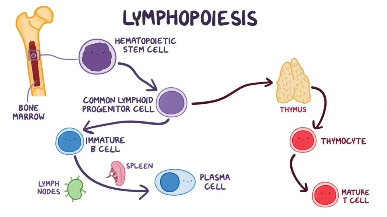 <p><strong>develop</strong> <span style="color: blue"><strong>t-cells</strong></span></p><p><span style="color: rgb(0, 0, 0)">( for immune system</span>! )</p>
