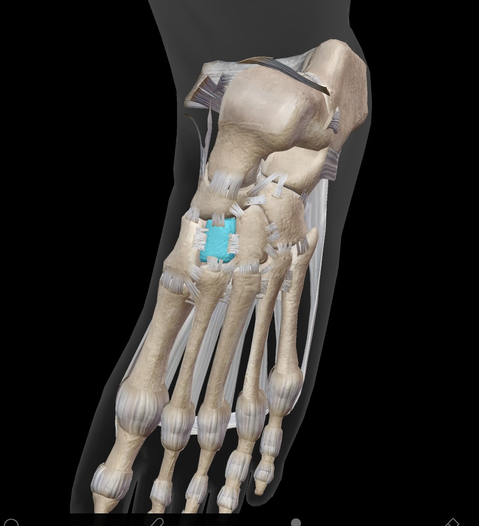 <p>the bone located between the medial and lateral cuneiforms, contributing to the stability of the mid-foot. </p>