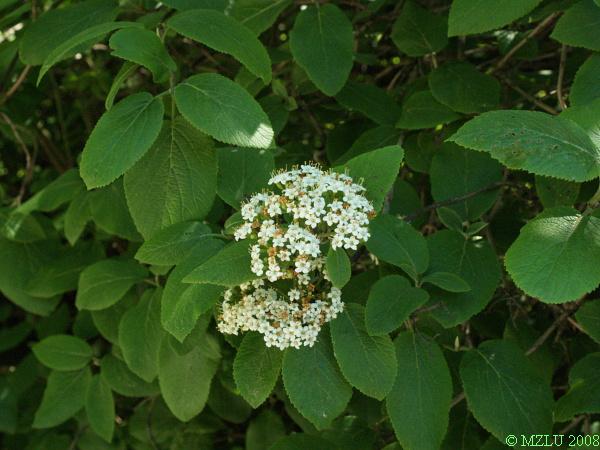 <p><span>kalina tušalaj</span></p>