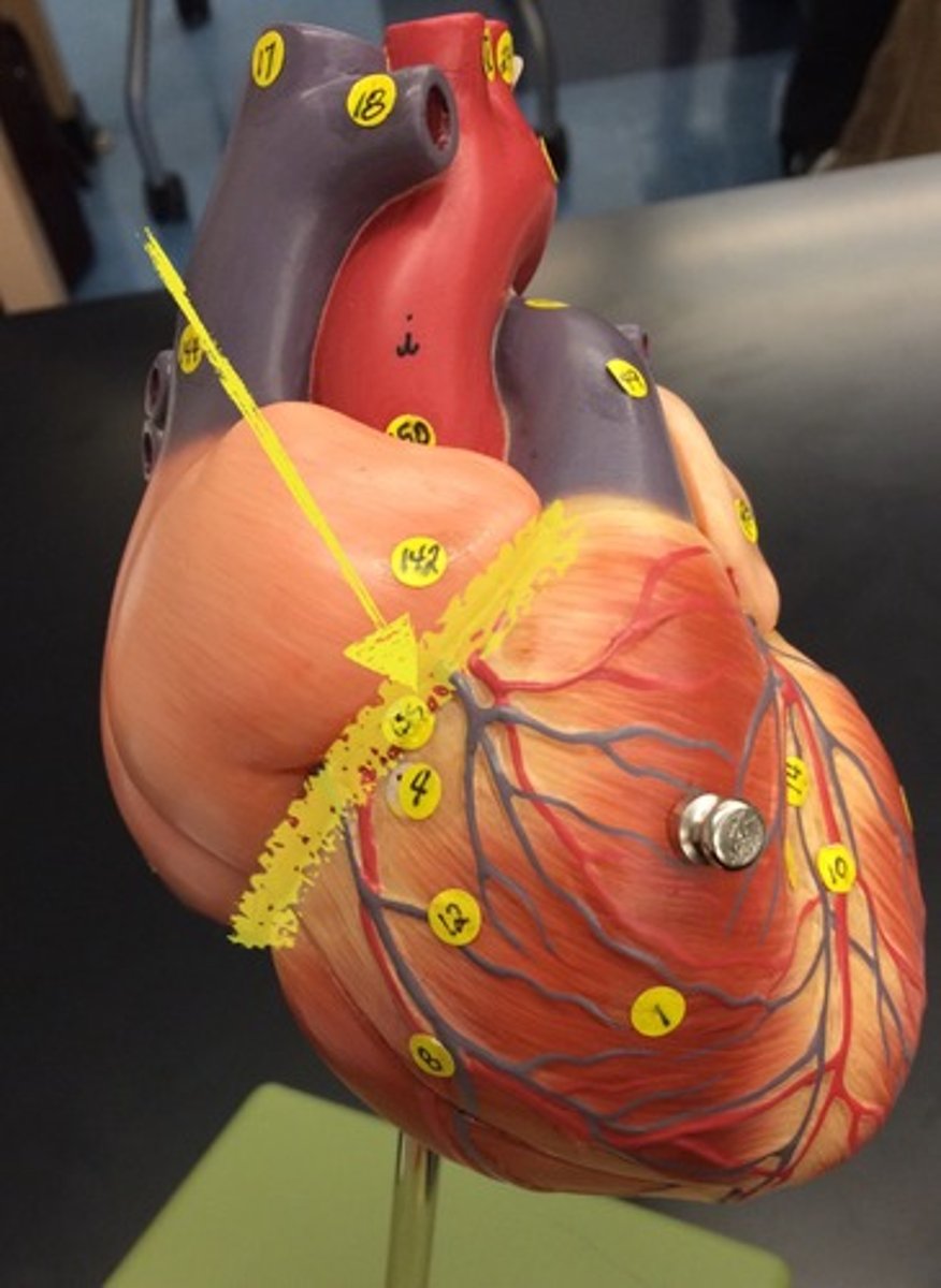 <p>Groove separating atria from ventricles.</p>