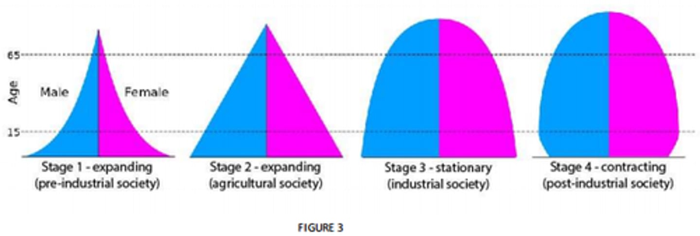 <p>1: expanding (preindustrial)</p><p>2: expanding (agricultural)</p><p>3: stationary (industrial)</p><p>4: contracting (post-industrial)</p>