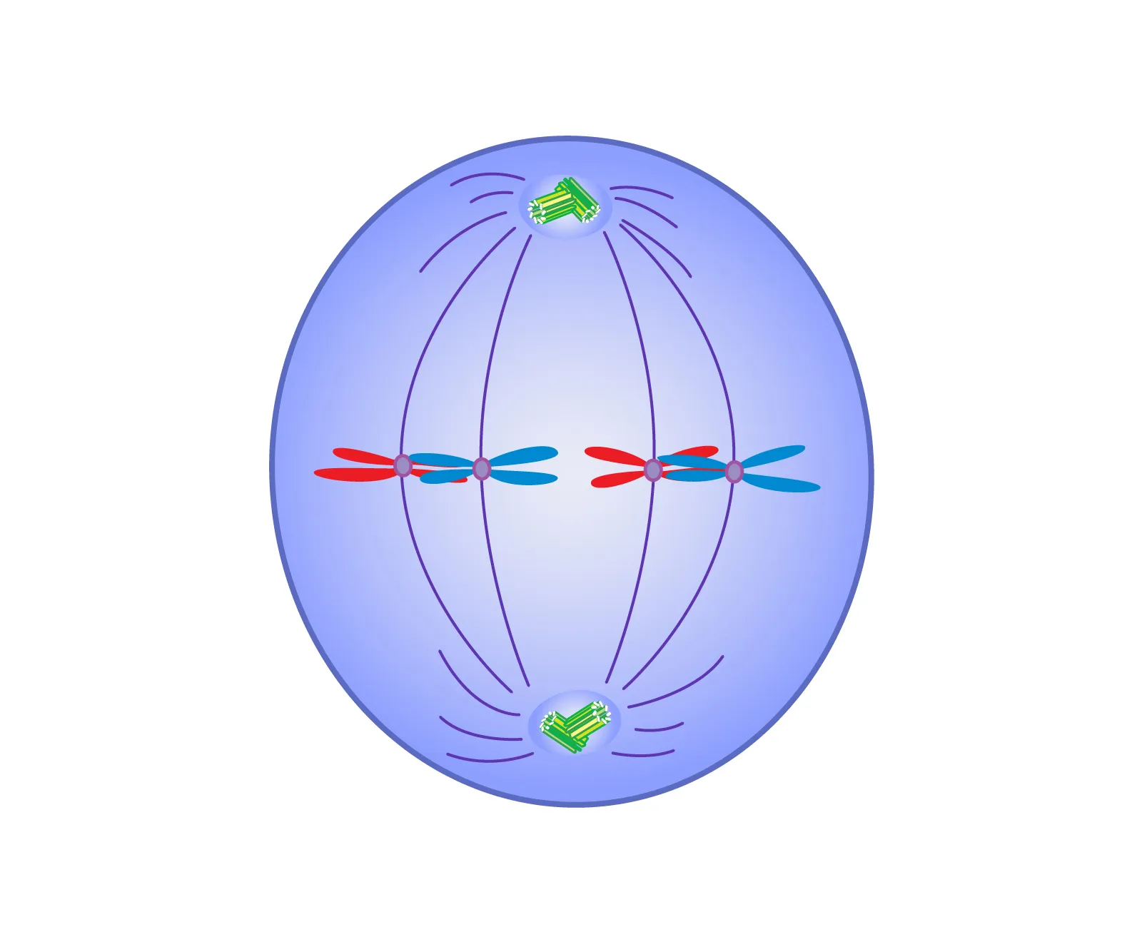 <p>“Meet in the middle, the stitching on a football”. The second phase of mitosis. Spindle fibres formed and attatch to centromeres. and attach in such a way that one sister chromatid faces one pole, while the other sister chromatid faces the opposite pole. Spindle fibres act as a guide for chromosomes toward the equatorial plate of the cell. Chromosomes then line up across equatorial plate. </p>