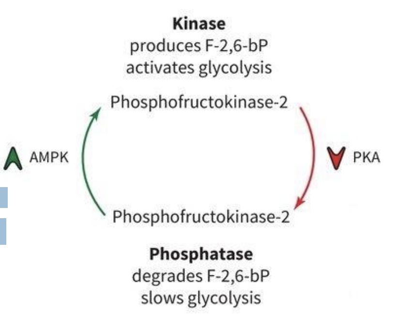<p>PFK-2 Regulation</p>