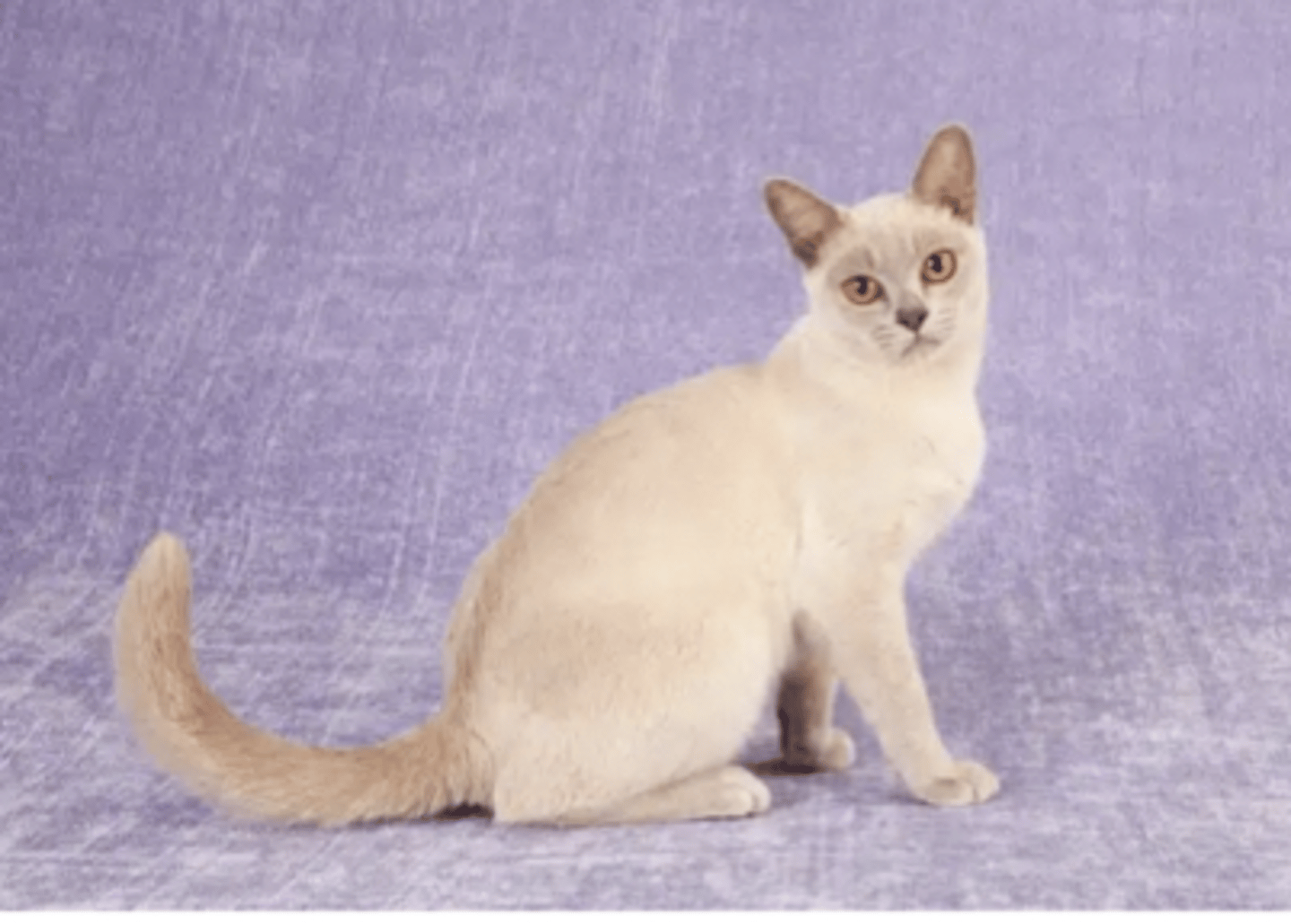 <p>short hair, wide set and huge yellow eyes ( have a genetic mutation CbCb color)</p>