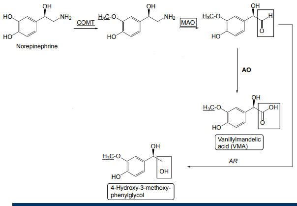 <p>COMT transfers a methyl</p><p>MAO replaces CH2NH2 with aldehyde</p>