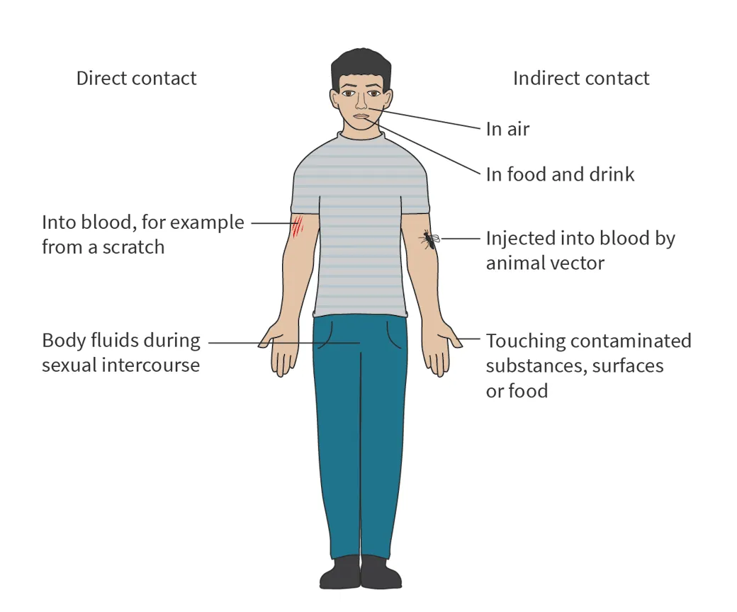 <ul><li><p>Through direct contact: from blood or through body fluids in sexual intercourse</p></li><li><p>Through indirect contact: from the air or through food and drink</p></li></ul><p></p>