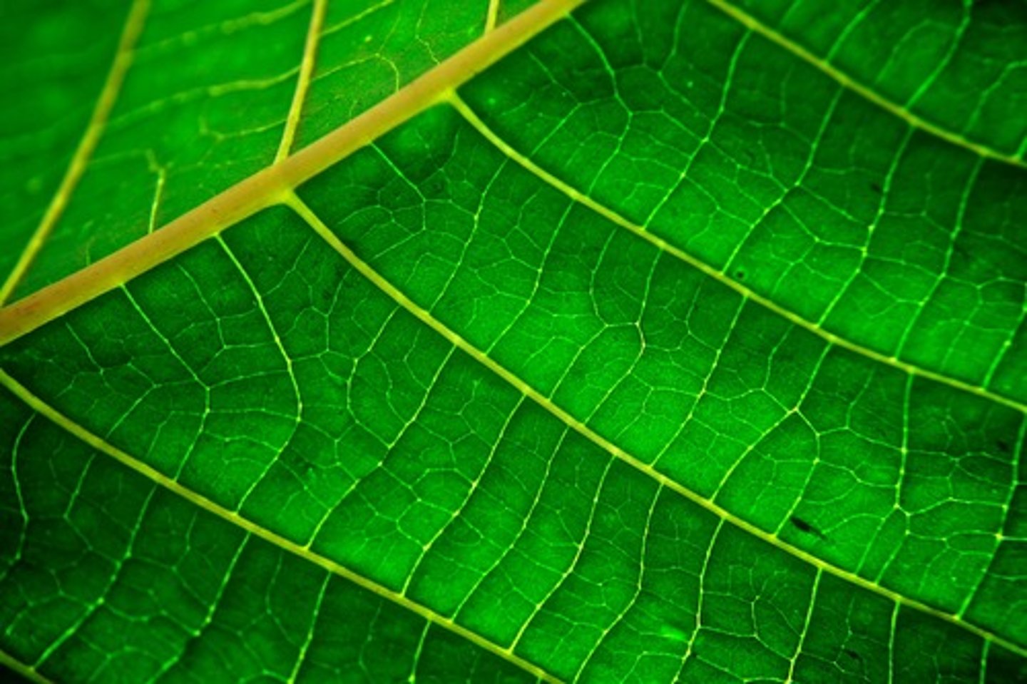 <p>Green pigment in plants that absorbs light energy used to carry out photosynthesis</p>