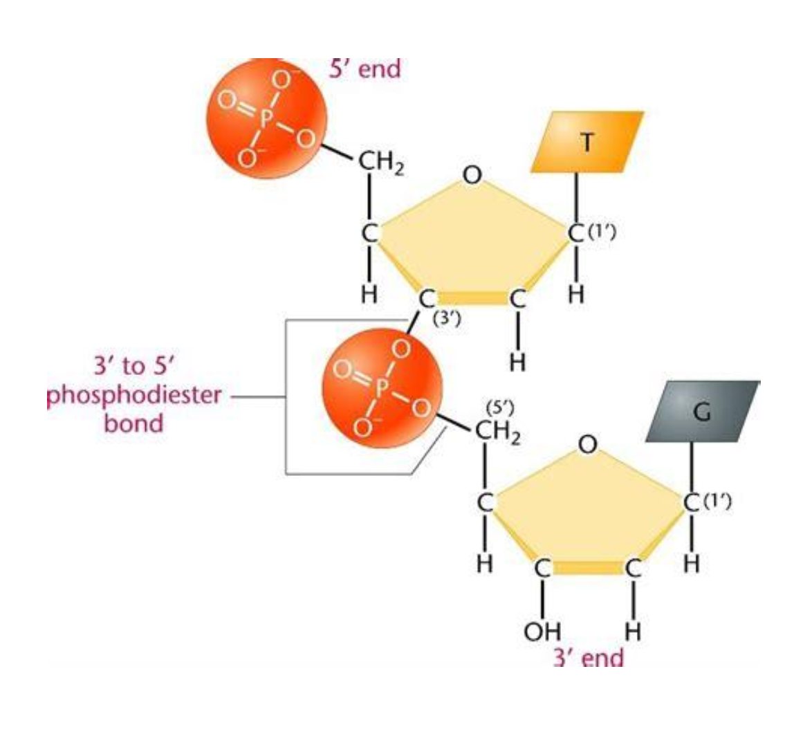 <p>They are covalent bonds between the phosphate group on the 5’ carbon of one nucleotide to the hydroxyl group on the 3’ carbon of the next nucleotide. This creates the alternating sugar-phosphate backbone of DNA and RNA. </p>