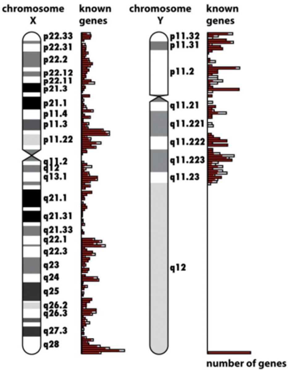 <p>mapped positions based on DNA sequences --> chromosome map</p><p>- 1st sequence of human genome</p>