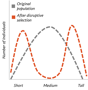 <p>natural selection where two (or more) extreme phenotypes are favored (avoiding the intermediate)</p>