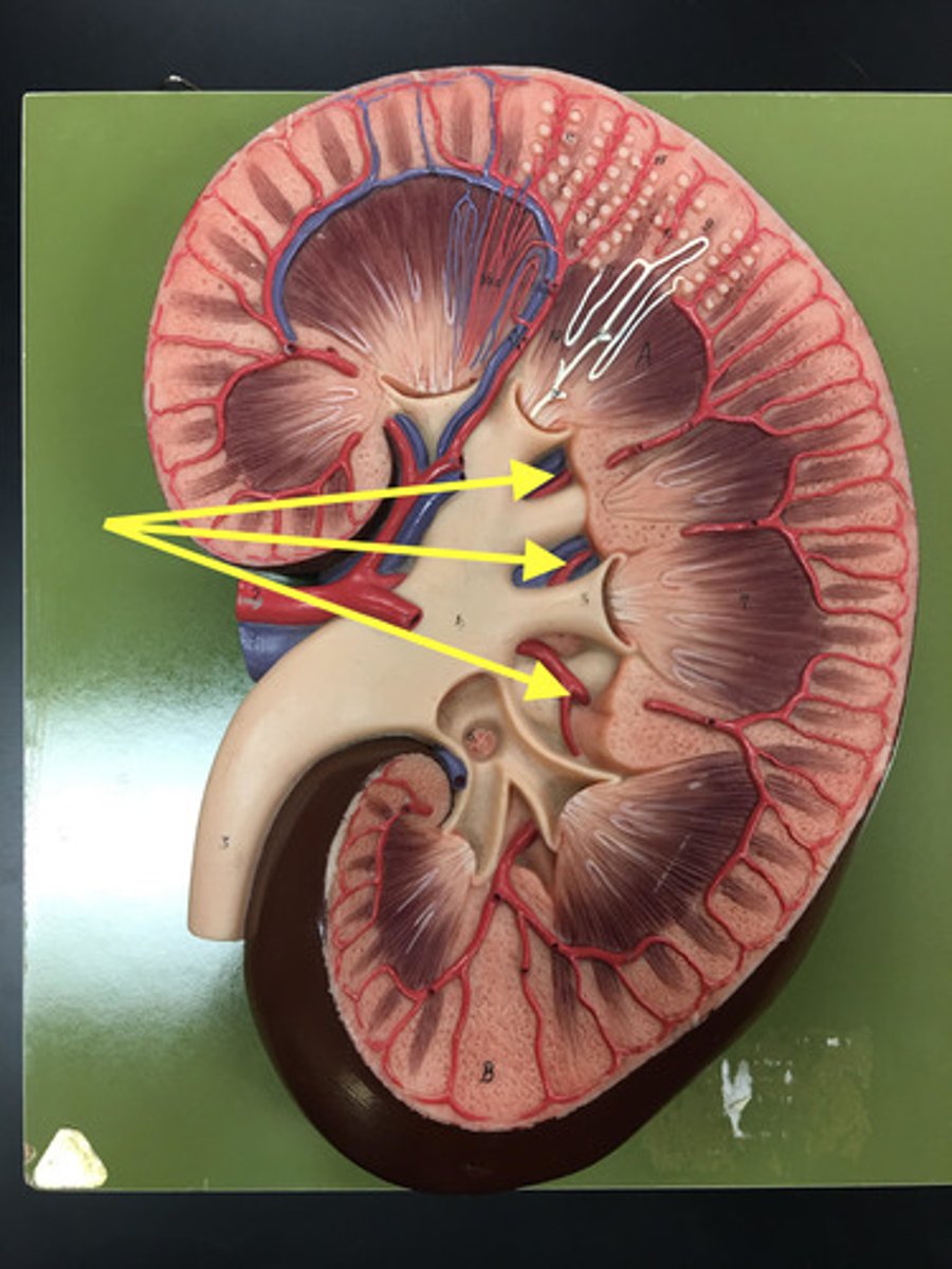 <p>Function:</p><p>Space that collects urine before it enters the ureter</p><p>Characteristics:</p><p>Hollow cavity inside the kidney</p><p>Contains renal pelvis, calyces, blood vessels, nerves</p>