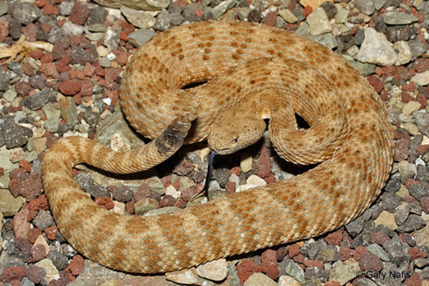 <p>Panamint Rattlesnake</p>