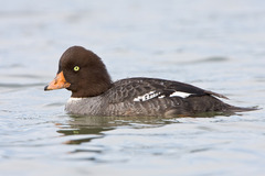 <p>(female) bill is sometimes black with yellow tip</p>