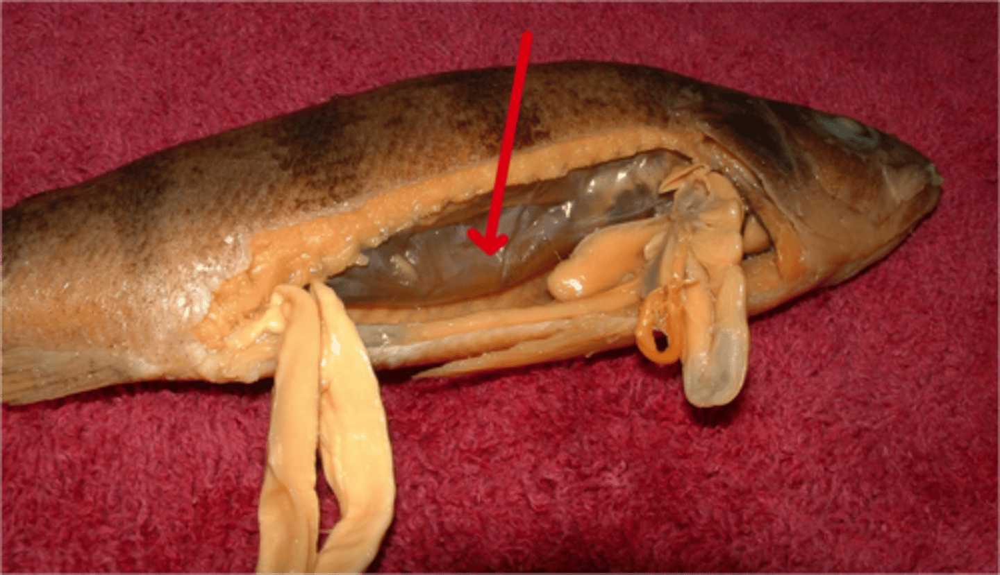 <p>An air-filled sac near the spinal column that helps maintain buoyancy.</p>