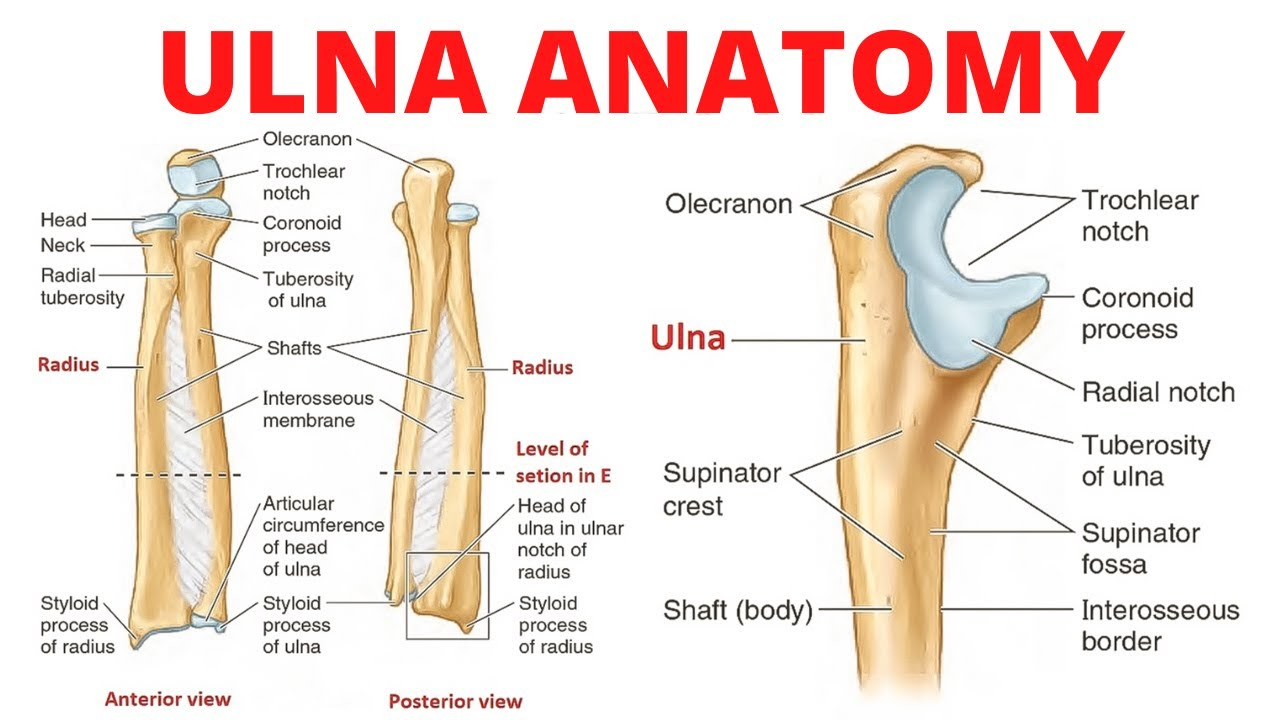 <ul><li><p><strong>proximal Ulna</strong></p><ul><li><p>Cornoid process</p><ul><li><p>goes into the gornoid fossica of the humerous&nbsp;</p></li></ul></li><li><p>Olecranon Process</p><ul><li><p>Attaches to the olecranon fossa of the humerous&nbsp;</p></li></ul></li><li><p>Radial Notch&nbsp;</p><ul><li><p>faces Lateral</p></li></ul></li><li><p>Trochelular notch</p><ul><li><p>faces you on the anterior side</p></li></ul></li></ul><p><strong>Distal Ulna</strong></p><ul><li><p>Head</p></li><li><p>Styloid process</p><ul><li><p>little pointed bump on the end of the body. faces laterally</p></li></ul></li></ul></li></ul><p>Full body</p><ul><li><p>shaft</p></li></ul><p></p>