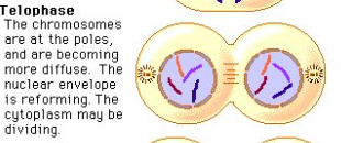 <ol><li><p><span>Chromosome movement halts</span></p></li><li><p><span>Nuclear envelope forms around the chromosomes</span></p></li><li><p><span>Chromosomes uncoil back to chromatin</span></p></li><li><p><span>Mitotic phase is completed</span></p></li></ol><p></p>