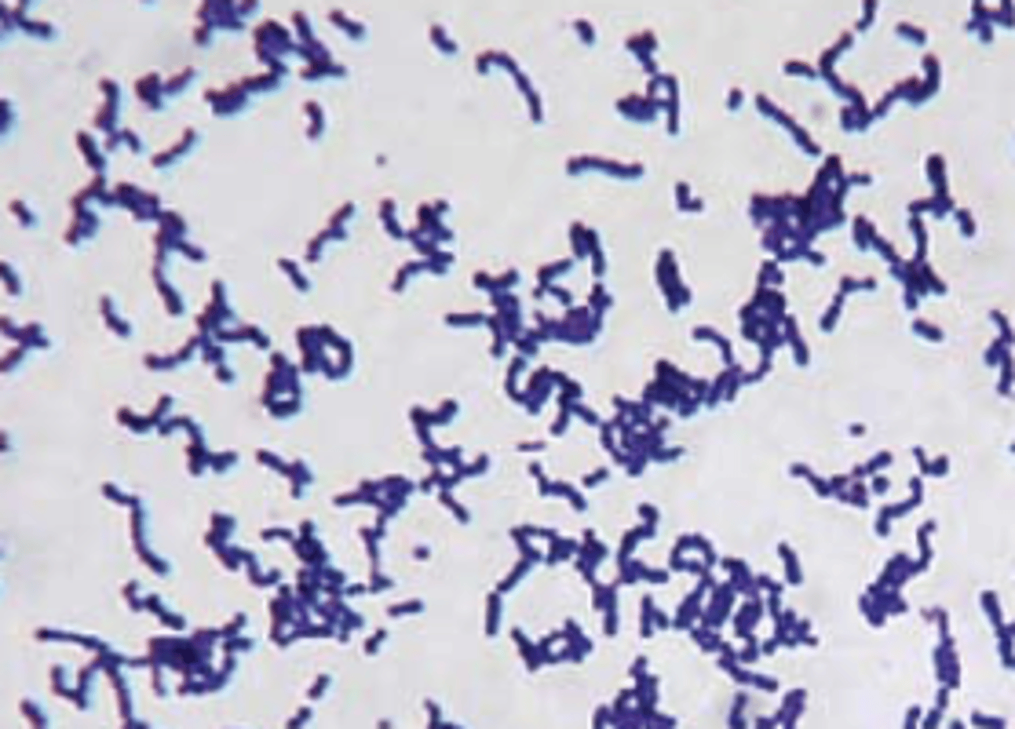 <p>Identify the gram-stain.</p>