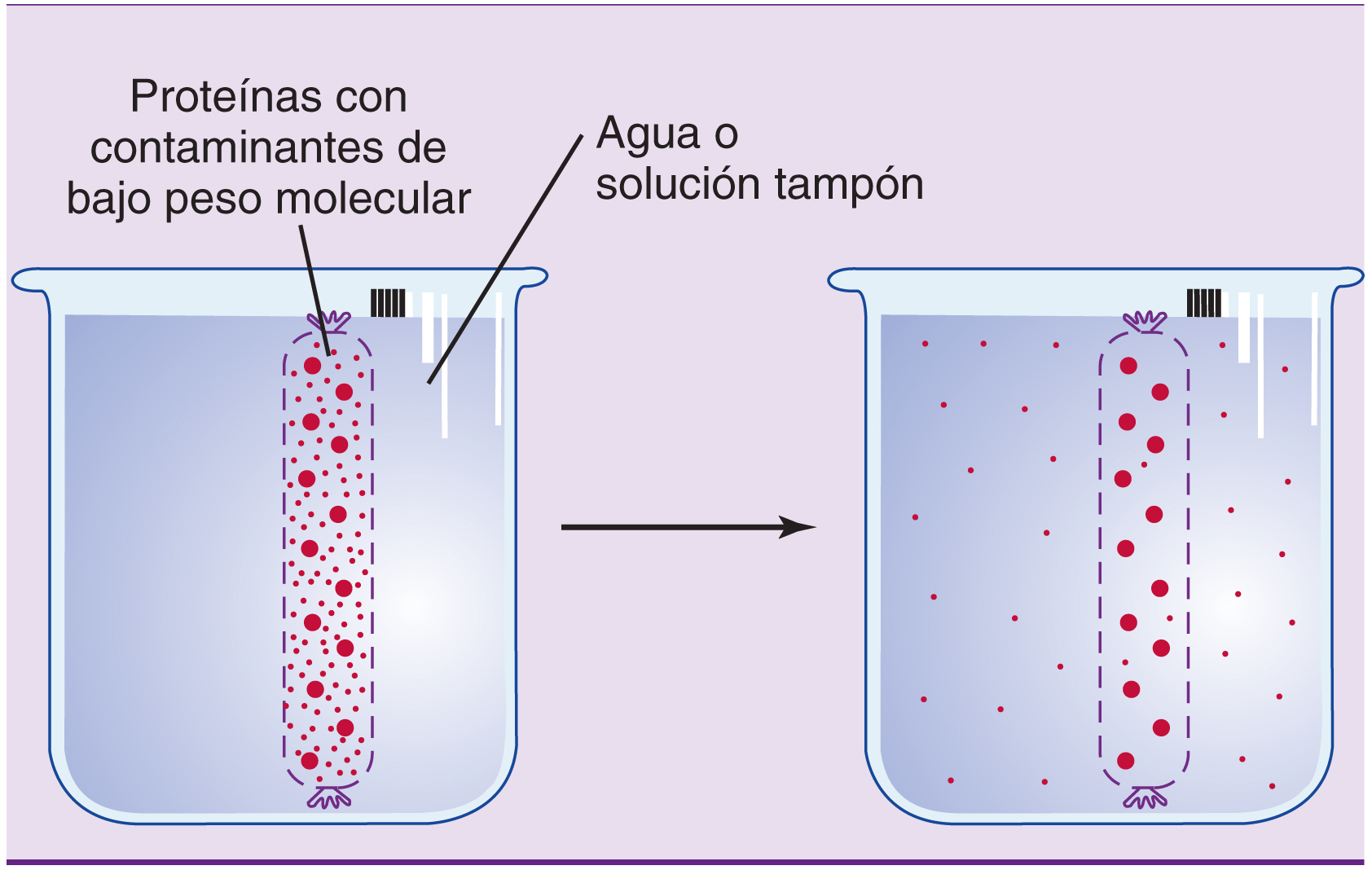 <ol><li><p><span>Se usa en el laboratorio para <strong>separar las proteínas de las sales o de otros pequeños contaminantes.</strong> </span></p></li><li><p><span>La proteína se mete en una pequeña bolsa de celulosa porosa <strong><em>( fig. 2.13 ) </em></strong>. Los poros permiten que las sales y las pequeñas moléculas salgan fuera de la bolsa, pero las proteínas grandes se quedan retenidas. </span></p></li><li><p><span>La diálisis de los pacientes renales está basada en el mismo principio</span></p></li></ol><p></p>
