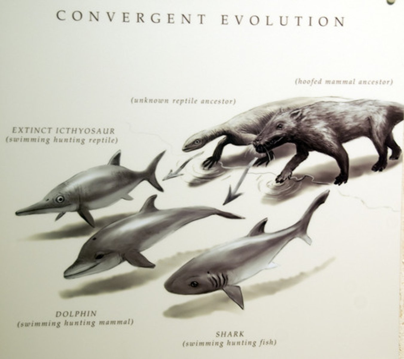 <p>the process in which distantly related species evolve similar traits over time due to the action of similar selection pressures</p>