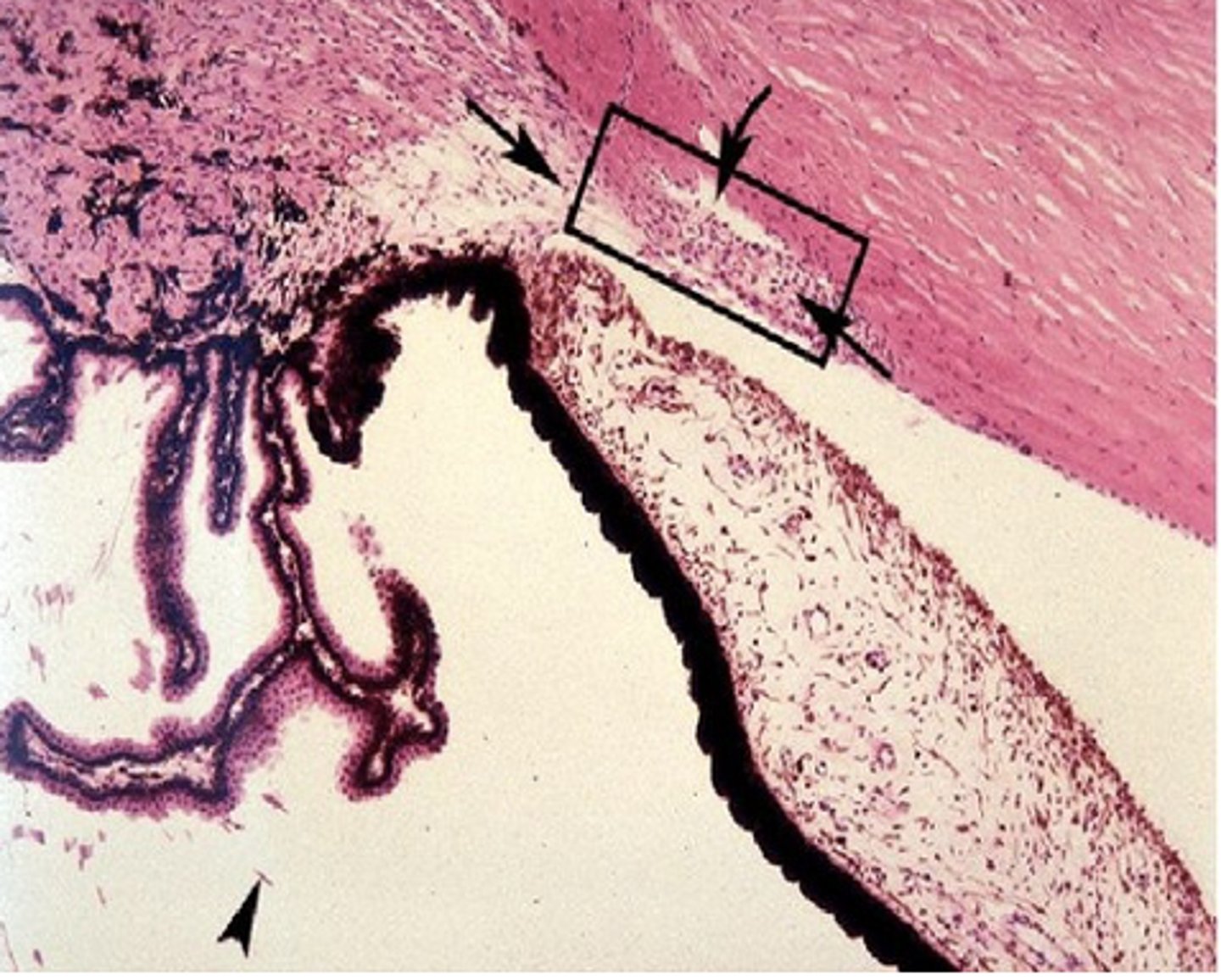 <p>Identify the specific structure</p>
