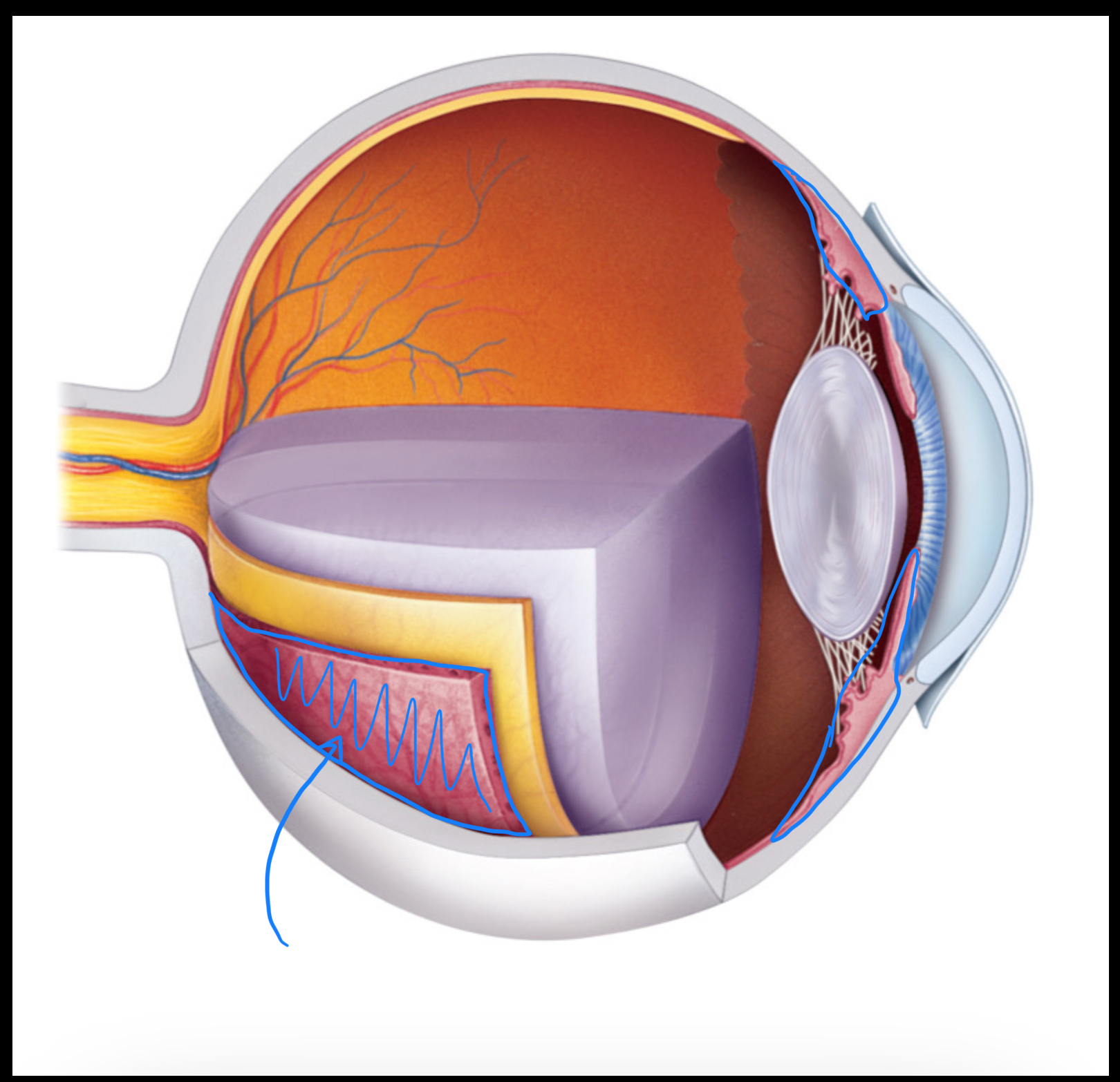 knowt flashcard image