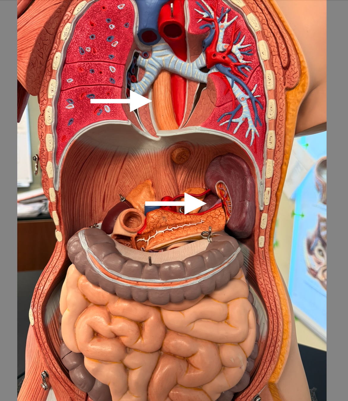 knowt flashcard image
