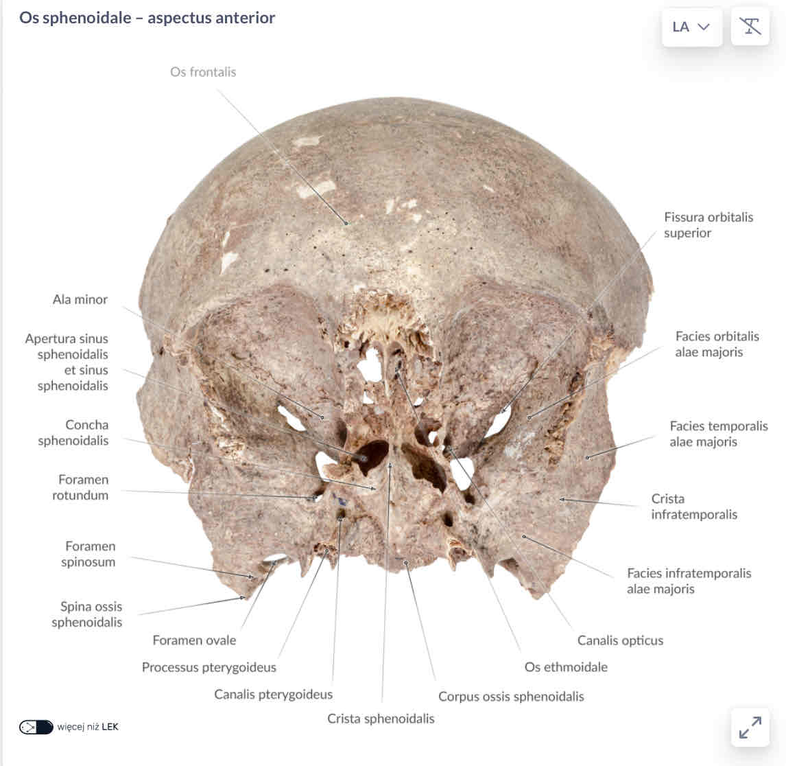 <p>concha sphenoidalis</p>