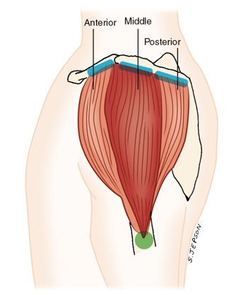 <p>middle deltoid - Nerves</p>