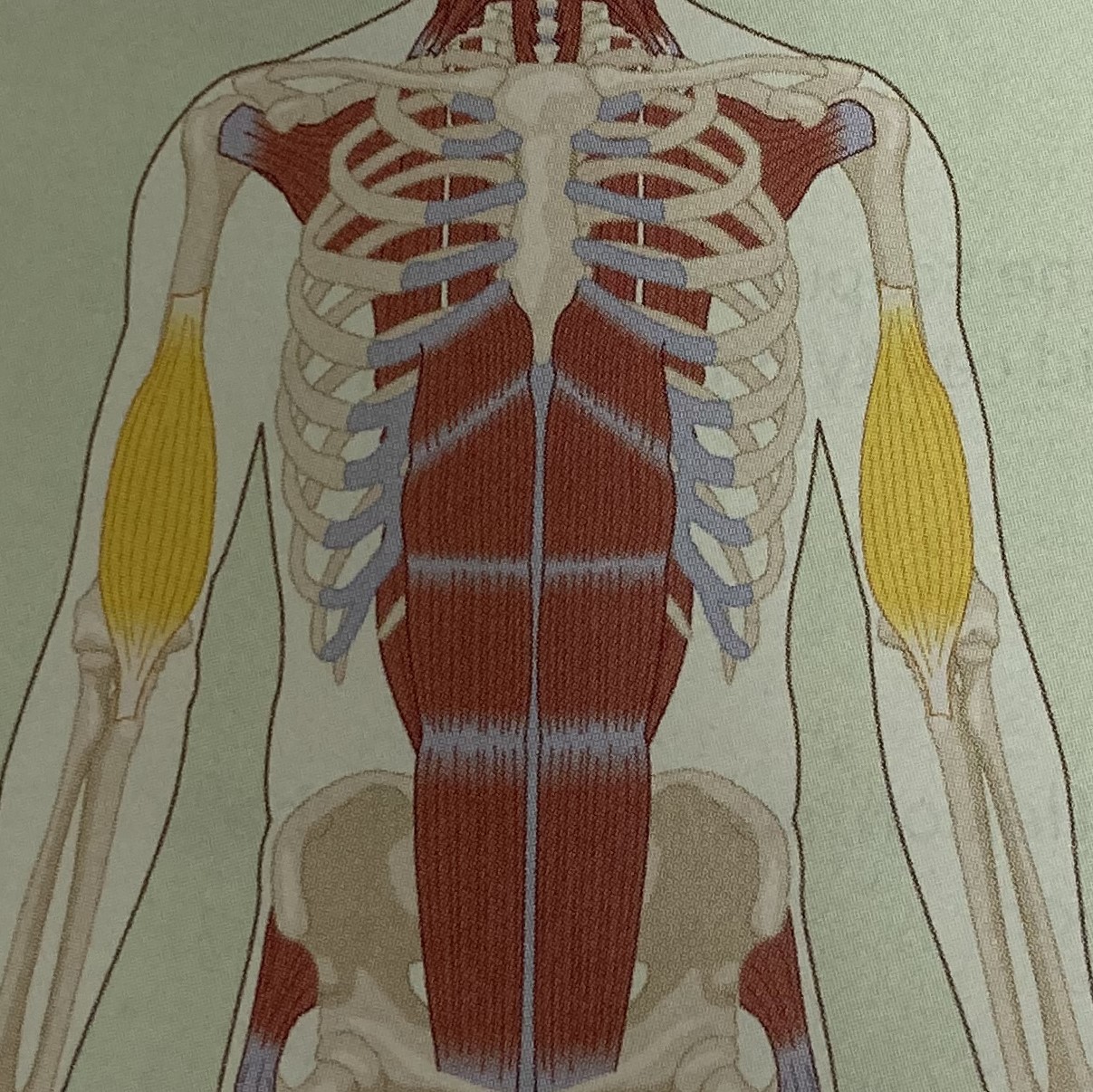 <ul><li><p>category: arm musculature</p></li><li><p>origin: humerus</p></li><li><p>insertion: ulna</p></li><li><p>isolated function: concentric elbow flexion</p></li><li><p>integrated function: eccentric elbow extension</p></li><li><p>stabilizes the elbow</p></li></ul><p></p>
