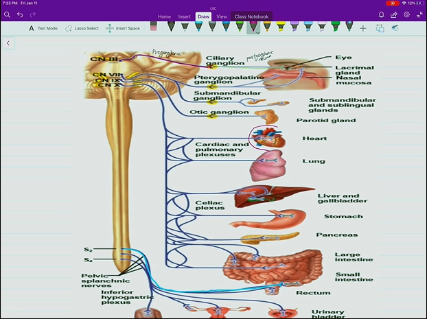 <ul><li><p>Preganglionic fibers originate from the brainstem or from the sacrum. Including CN 3, 7, 9, and 10. S2, S4.</p></li><li><p>Preganglionic fibers are much longer than the postganglionic fibers, nearly reaching the target organ with the synapse.</p></li></ul><p></p>