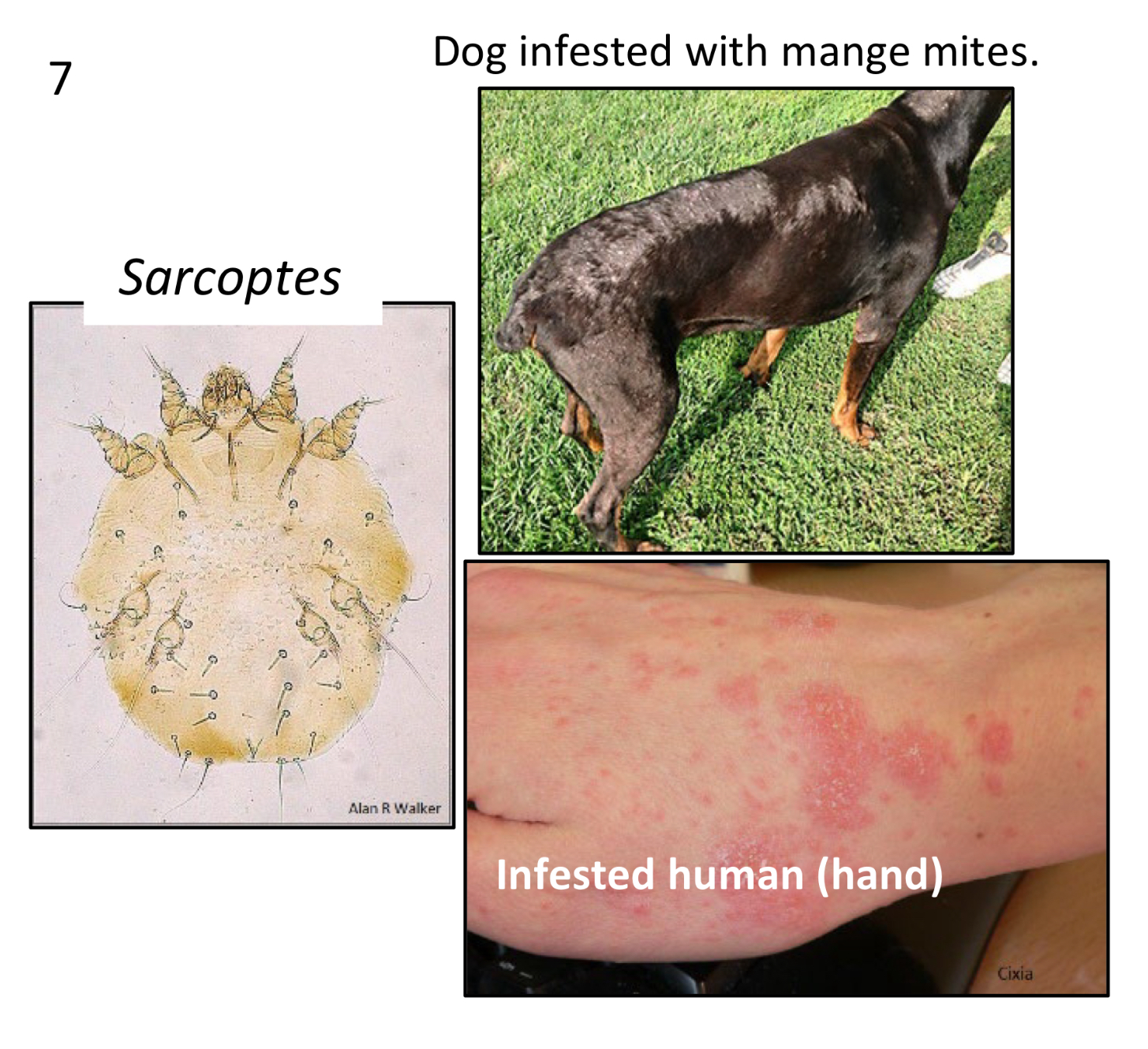 <p>What order do mange mites belong to </p>