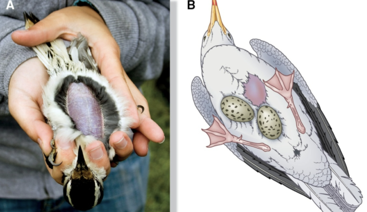 <p>Patch of skin on belly or skin of parent that facilitates heat transfer to young. </p>