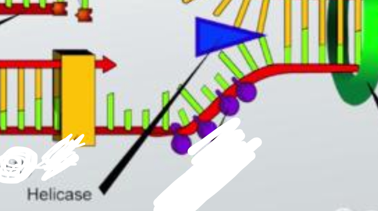 <p>an enzyme that separates the two strands of DNA.</p>