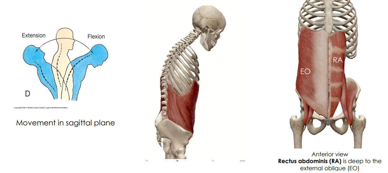 <p>- movement of spine</p><p>- spinal flexion</p><p>ANIMATION ON SLIDE 14</p><ul><li><p>rectus: each of a pair of long flat muscles at the front of the abdomen</p></li><li><p>abdominis: of the abdomen</p></li></ul><p></p>