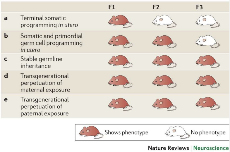 <ul><li><p><strong>Unique Memories</strong>:</p><ul><li><p>Memories themselves are not inherited, but environmental influences can have transgenerational effects.</p></li></ul></li><li><p><strong>Environmental Exposure</strong>:</p><ul><li><p>Exposure in one generation can impact subsequent generations.</p><ul><li><p><span style="color: #f20808">Not all methylation patterns are stripped off during fertilisation</span> </p></li></ul></li></ul></li><li><p><strong>Examples</strong>:</p><ul><li><p><strong>Nutrition</strong>: Nutritional experiences can affect offspring.</p></li><li><p><strong>Fear Conditioning</strong>: Learned responses to fear may be passed down.</p></li></ul></li><li><p><strong>Sex Differences</strong>:</p><ul><li><p>Impacts can differ depending on whether the exposure originates from the mother or the father.</p></li></ul></li><li><p><strong>Transgenerational Effects</strong>:</p><ul><li><p>Changes can:</p><ul><li><p>Be transmitted across multiple generations.</p></li><li><p>Potentially skip generations before reappearing.</p></li></ul></li></ul></li></ul><p></p>