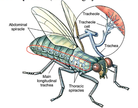 <p>respiratory organ referring to a branching system of tubes, with openings called spiracles (usually no well-defined circulatory system)</p><ul><li><p>in insects</p></li></ul>