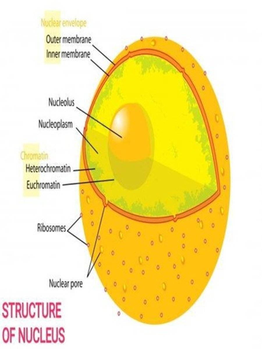 <p>Membrane-bound structure housing genetic material.</p>