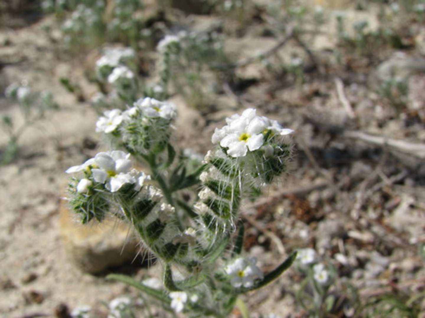 <p>Boraginaceae. cat's eyes</p>