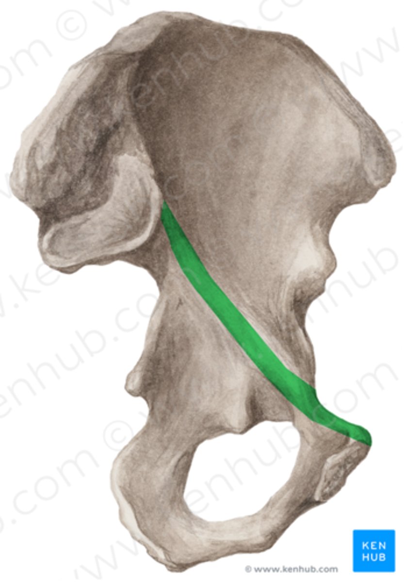 <p>linea arcuata</p>