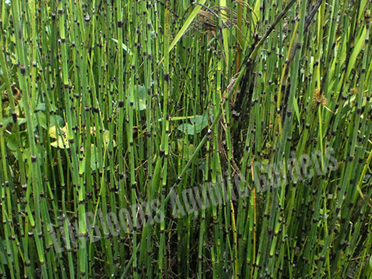 <p>seedless vascular plants</p><p><strong>horsetail</strong></p>