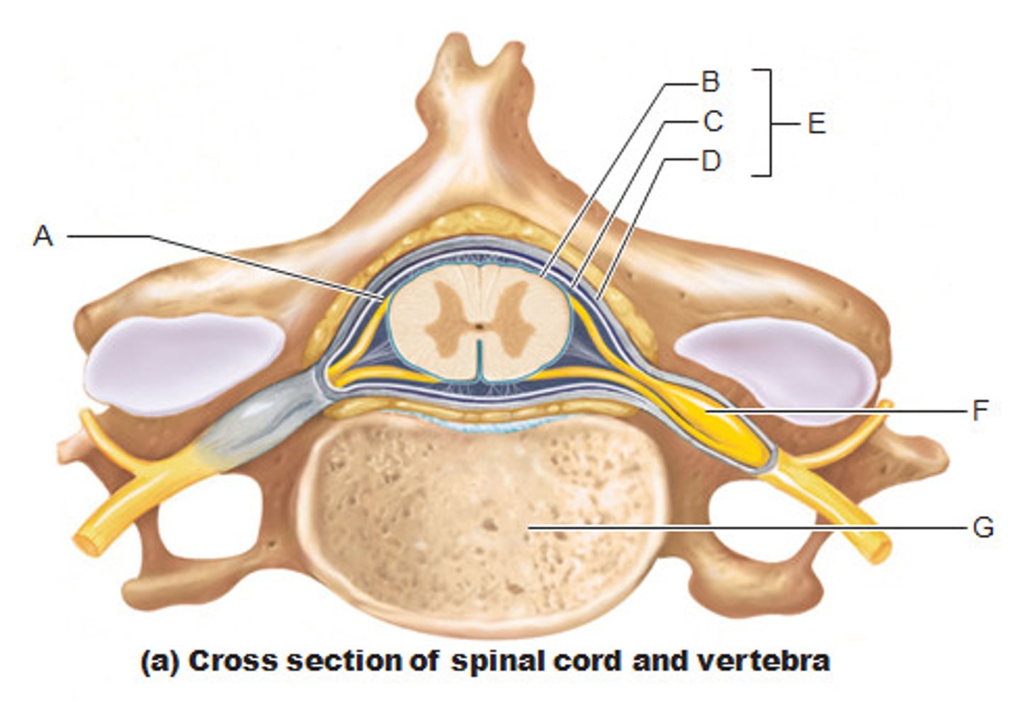 <p>(E)<br>dura mater, arachnoid mater, pia mater</p>