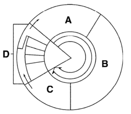 Cell division is represented in figure 10-3 by the letter