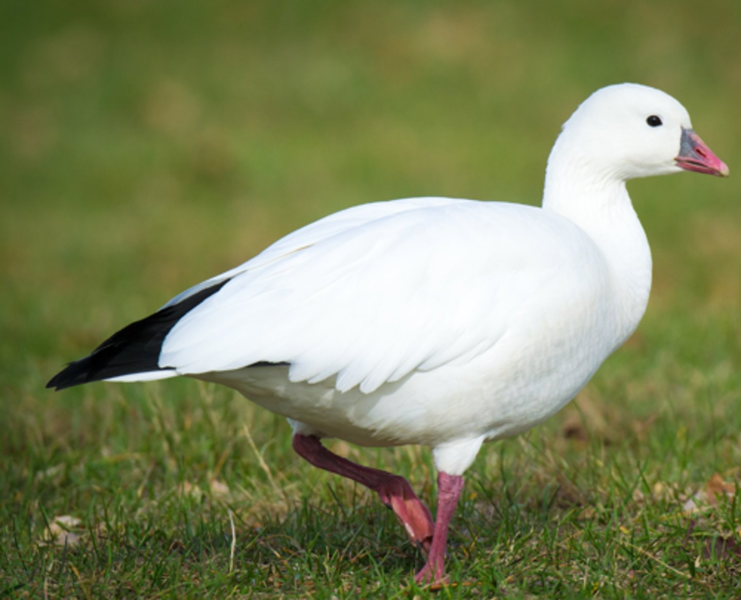 <ul><li><p><span style="background-color: transparent;">shorter bill, stubby bird, grin patch not distinct, upland ground nester</span></p></li></ul><p></p>