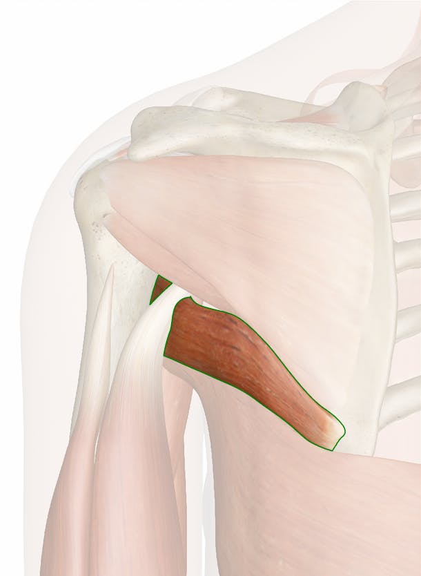 <p>Origin of Teres Major</p>