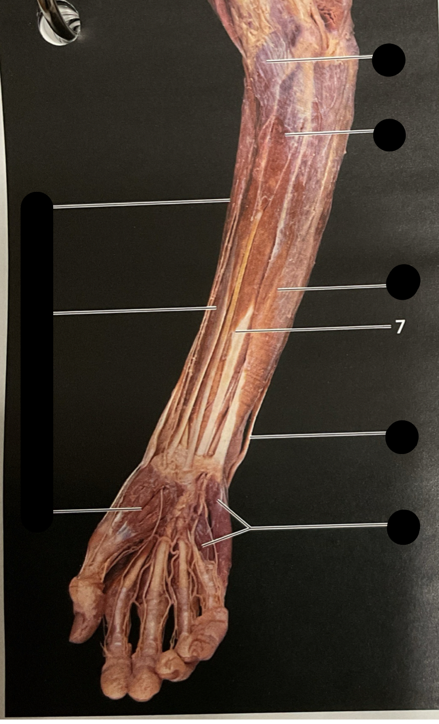 knowt flashcard image