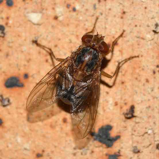 <p><em>Cordylobia anthrophaga</em></p>