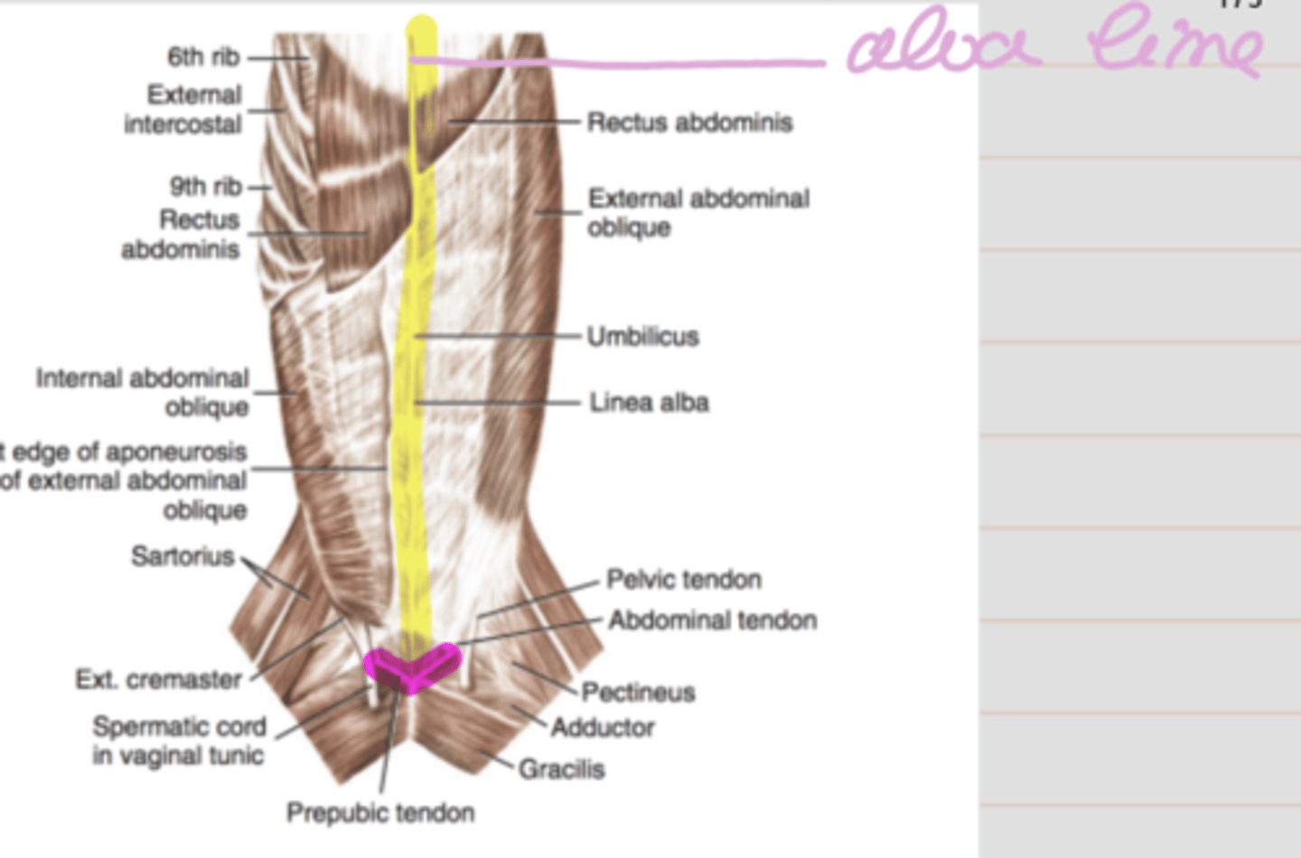 <p><span class="bgY">midvetral strip of collagenous tissue. xyphoid to pubis</span></p>