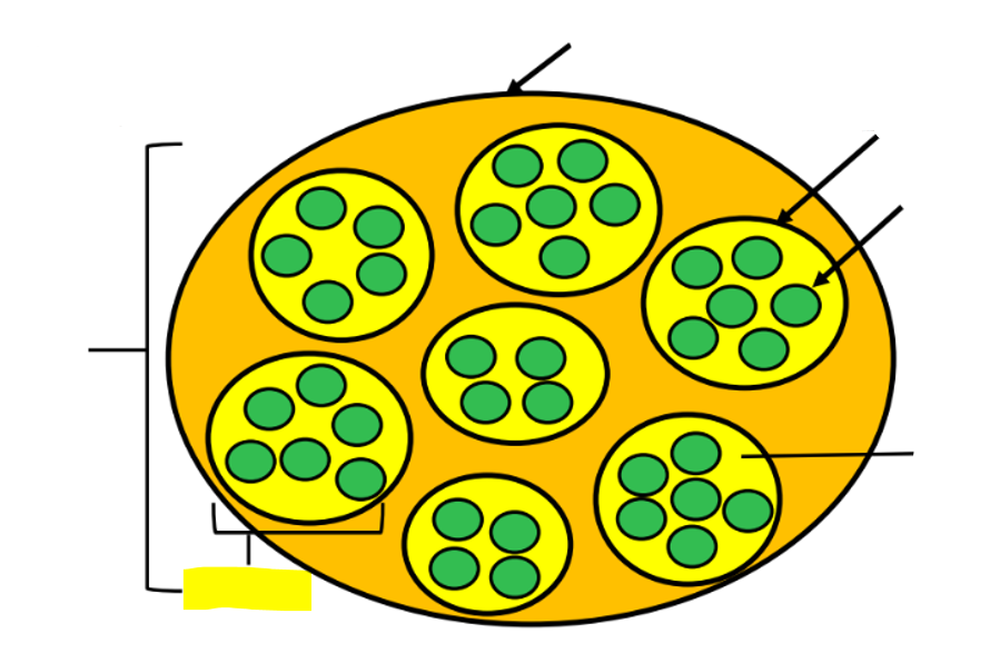 <p>what structure is highlighted in yellow?</p>