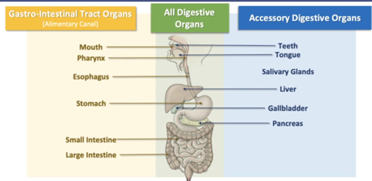 <p>(alimentary canal)</p><p>Mouth</p><p>Pharynx</p><p>Esophagus</p><p>Stomach</p><p>Small Intestine</p><p>Large Intestine</p>